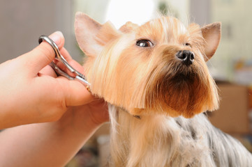 Wall Mural - yorkshire terrier