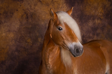 Wall Mural - Pferde -  Haflinger