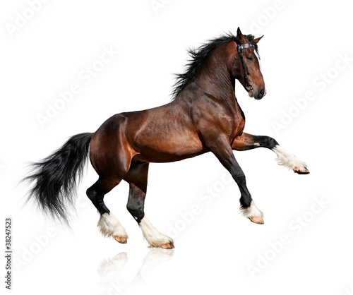 Naklejka na szybę Bay horse isolated on white background