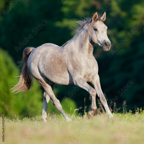 Plakat na zamówienie Arabski szary koń w galopie na tle lasu