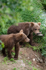 grizzly bear cubs