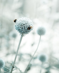 Fototapete - Abstract floral background