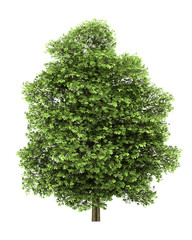 Wall Mural - chestnut tree isolated on white background