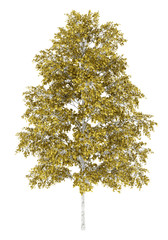 Wall Mural - european white birch tree isolated on white background