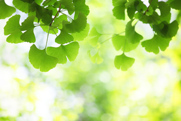 Canvas Print - ginkgo leaves