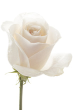 Isolated White Rose Head