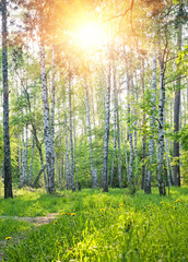 Spring sunny forest