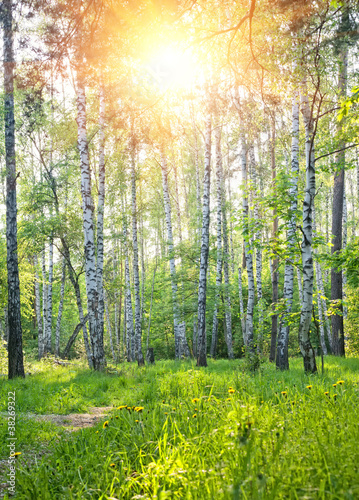 Naklejka na kafelki Spring sunny forest