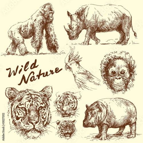 hand drawn animals collection