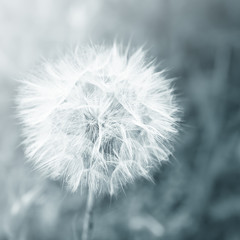 Fototapete - Dandelion