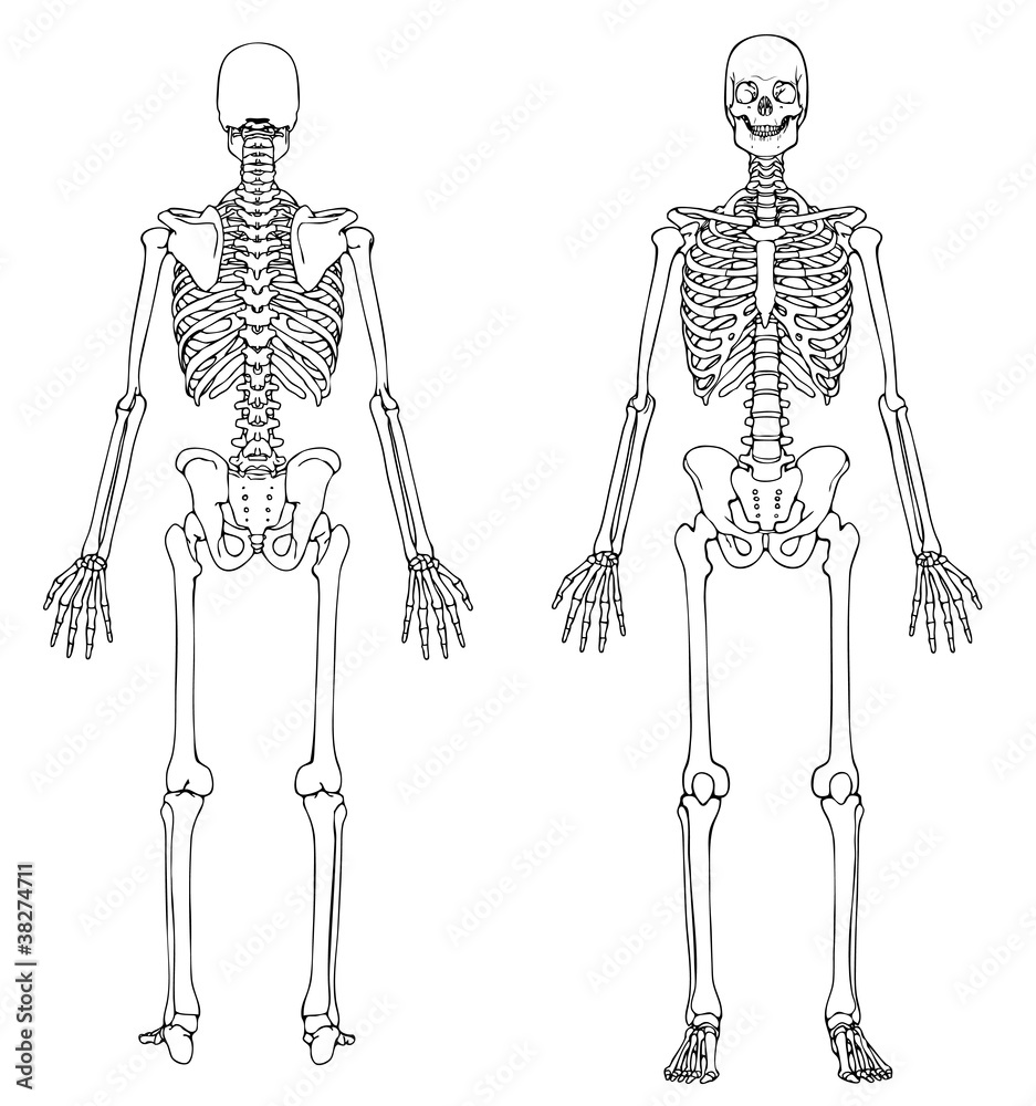 Human Skeleton Front and Back Stock Vector | Adobe Stock