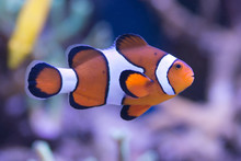 Amphiprion Ocellaris Błazenek Nemo