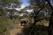木立の間を歩く象