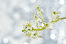 Spring Flower Ornithogalum And Bokeh