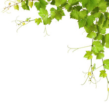 Collage Of Vine Leaves