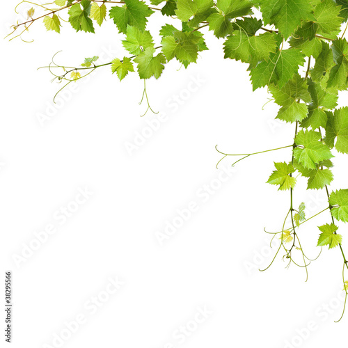 Fototapeta na wymiar Collage of vine leaves