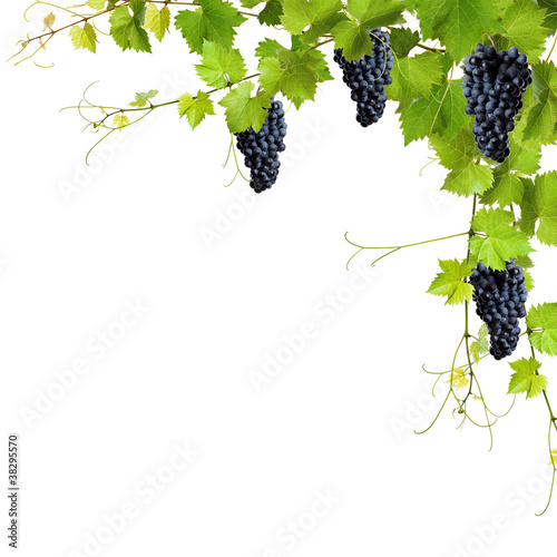 Fototapeta na wymiar Collage of vine leaves and blue grapes