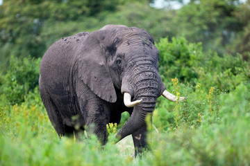 African elephant in the Ngorongoro Crater, Tanzania