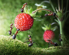 Team Of Ants Picking Wild Strawberry, Agriculture Teamwork