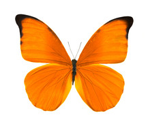 Tropical Bright Orange Butterfly