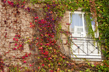 Wall Covered With Ivy And Window