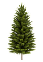 Wall Mural - norway spruce tree isolated on white background