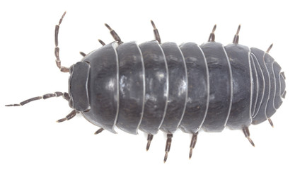 Poster - Pillbug isolated on white background, extreme close-up