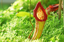 Nepenthe Tropical Carnivore Plant