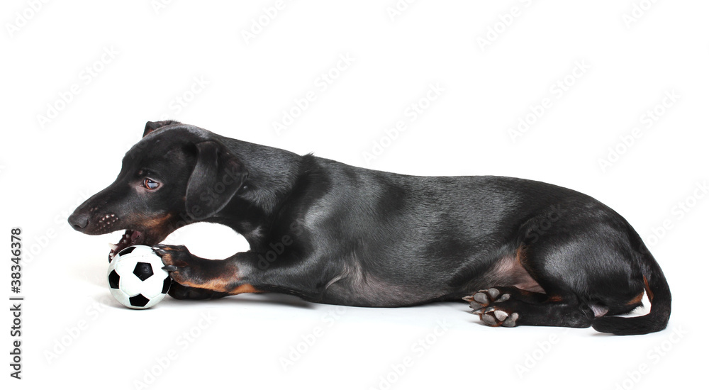 black little dachshund dog and ball isolated on white