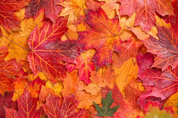 fallen leafs