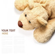 brown bear lying on a white background (with sample text)