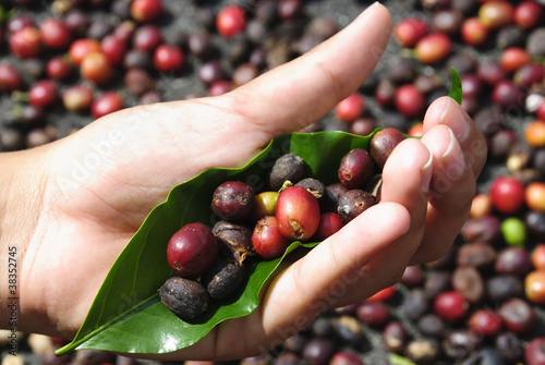 Fotografía Fresh coffe grains in hand