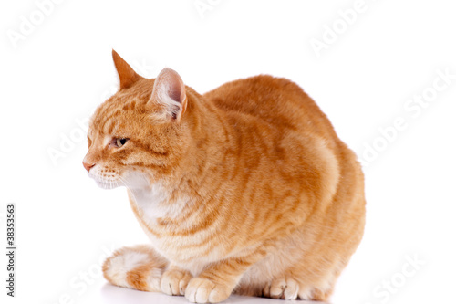 Gros Chat Roux Couche Sur Fond Blanc Stock Photo Adobe Stock
