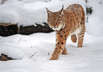 Wall Mural - lynx in winter