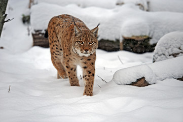 Wall Mural - lynx in winter