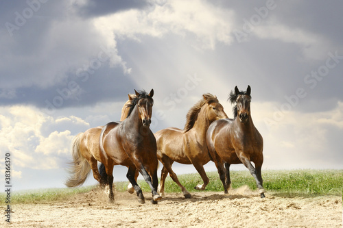 Plakat Konie   galopujace-konie-po-wiejskiej-piaszczystej-drodze