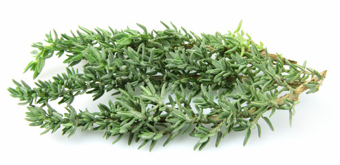 Poster - thyme herb