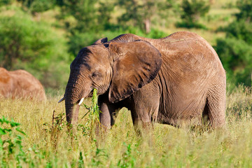 Wall Mural - African elephant in the Tarangire National Park, Tanzania