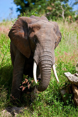 Wall Mural - African elephant in the Tarangire National Park, Tanzania