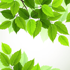 Sticker - branch with fresh green leaves