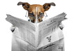 Leinwandbild Motiv dog reading a newspaper