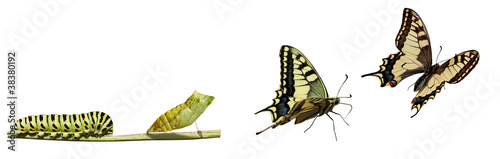 Fotografía Metamorphosis of the European Swallowtail