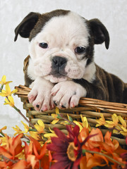 Wall Mural - Sweet Bulldog Puppy