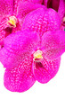Pink  orchid  with  white  background