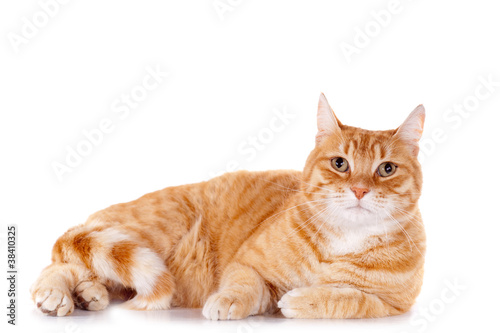 Portrait D Un Chat Roux Sur Fond Blanc Photo Stock Adobe Stock