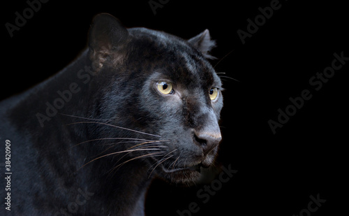Foto  Black Panther