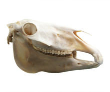 Skull Of Domestic Horse On A White Background (Equus Caballus)