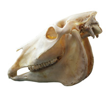 Skull Of Domestic Horse On A White Background (Equus Caballus)