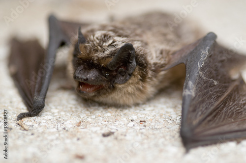 Nietoperz Buy This Stock Photo And Explore Similar Images At Adobe Stock Adobe Stock