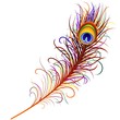 Piuma di Pavone-Peacock Feather-Vector